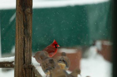 Ön planda iki bulanık güvercin otururken tahta bir direğin yanında karlı gagalı bir tüneği olan parlak bir Kuzey Kardinali. Kış kuşu sahnesi.