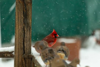Ön planda iki bulanık güvercin otururken tahta bir direğin yanında karlı gagalı bir tüneği olan parlak bir Kuzey Kardinali. Kış kuşu sahnesi.
