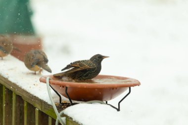 Bir sığırcık kuş banyosunda kar tozuyla tünemiş, başka bir kuş ise arka planda bulanıklaşmıştı. Kış yaban hayatının bir arka bahçede yakalandığı an. Doğa ve kuş teması için mükemmel.