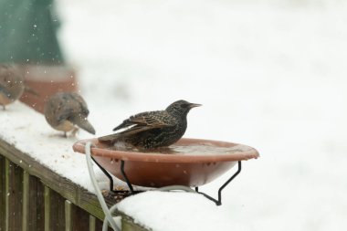 Bir sığırcık kuş banyosunda kar tozuyla tünemiş, başka bir kuş ise arka planda bulanıklaşmıştı. Kış yaban hayatının bir arka bahçede yakalandığı an. Doğa ve kuş teması için mükemmel.