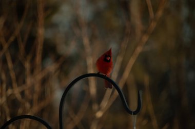 Canlı bir kardinal, metal bir çobanın kancasına tünemiş kırmızı tüyleri, bulanık altın yeşilliklerle çelişiyor. Kuşun silueti sıcak ve yumuşak arka planda duruyor..