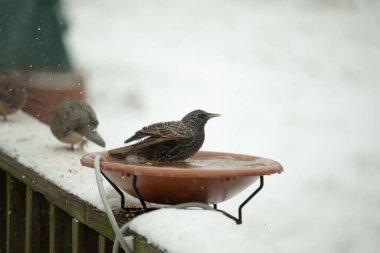 Bir sığırcık kuş banyosunda kar tozuyla tünemiş, başka bir kuş ise arka planda bulanıklaşmıştı. Kış yaban hayatının bir arka bahçede yakalandığı an. Doğa ve kuş teması için mükemmel.