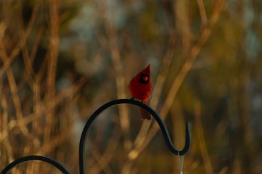 Canlı bir kardinal, metal bir çobanın kancasına tünemiş kırmızı tüyleri, bulanık altın yeşilliklerle çelişiyor. Kuşun silueti sıcak ve yumuşak arka planda duruyor..