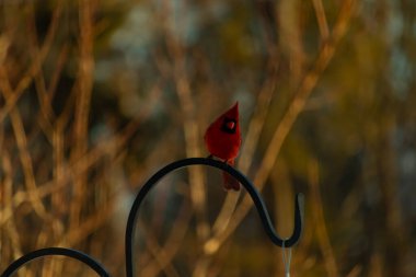 Canlı bir kardinal, metal bir çobanın kancasına tünemiş kırmızı tüyleri, bulanık altın yeşilliklerle çelişiyor. Kuşun silueti sıcak ve yumuşak arka planda duruyor..