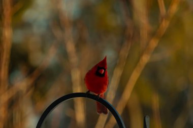 Canlı bir kardinal, metal bir çobanın kancasına tünemiş kırmızı tüyleri, bulanık altın yeşilliklerle çelişiyor. Kuşun silueti sıcak ve yumuşak arka planda duruyor..