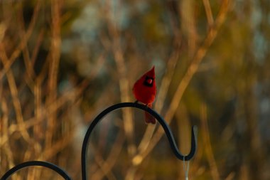 Canlı bir kardinal, metal bir çobanın kancasına tünemiş kırmızı tüyleri, bulanık altın yeşilliklerle çelişiyor. Kuşun silueti sıcak ve yumuşak arka planda duruyor..
