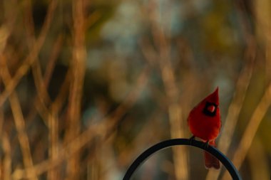 Canlı bir kardinal, metal bir çobanın kancasına tünemiş kırmızı tüyleri, bulanık altın yeşilliklerle çelişiyor. Kuşun silueti sıcak ve yumuşak arka planda duruyor..