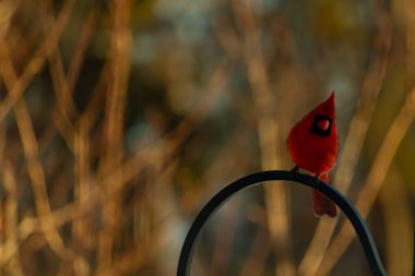 Canlı bir kardinal, metal bir çobanın kancasına tünemiş kırmızı tüyleri, bulanık altın yeşilliklerle çelişiyor. Kuşun silueti sıcak ve yumuşak arka planda duruyor..