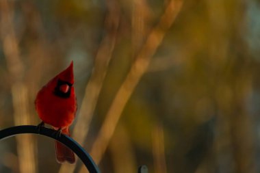 Canlı bir kardinal, metal bir çobanın kancasına tünemiş kırmızı tüyleri, bulanık altın yeşilliklerle çelişiyor. Kuşun silueti sıcak ve yumuşak arka planda duruyor..