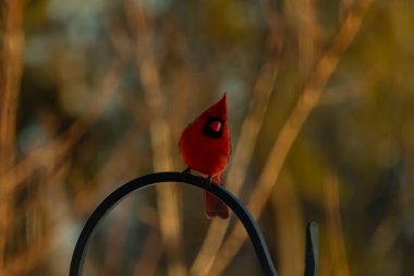 Canlı bir kardinal, metal bir çobanın kancasına tünemiş kırmızı tüyleri, bulanık altın yeşilliklerle çelişiyor. Kuşun silueti sıcak ve yumuşak arka planda duruyor..