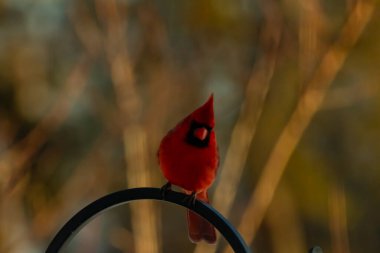 Canlı bir kardinal, metal bir çobanın kancasına tünemiş kırmızı tüyleri, bulanık altın yeşilliklerle çelişiyor. Kuşun silueti sıcak ve yumuşak arka planda duruyor..