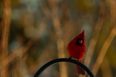 Canlı bir kardinal, metal bir çobanın kancasına tünemiş kırmızı tüyleri, bulanık altın yeşilliklerle çelişiyor. Kuşun silueti sıcak ve yumuşak arka planda duruyor..