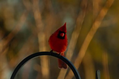Canlı bir kardinal, metal bir çobanın kancasına tünemiş kırmızı tüyleri, bulanık altın yeşilliklerle çelişiyor. Kuşun silueti sıcak ve yumuşak arka planda duruyor..