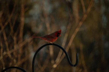Canlı bir kardinal, metal bir çobanın kancasına tünemiş kırmızı tüyleri, bulanık altın yeşilliklerle çelişiyor. Kuşun silueti sıcak ve yumuşak arka planda duruyor..