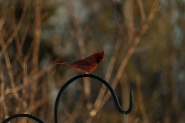 Canlı bir kardinal, metal bir çobanın kancasına tünemiş kırmızı tüyleri, bulanık altın yeşilliklerle çelişiyor. Kuşun silueti sıcak ve yumuşak arka planda duruyor..