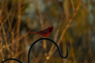 Canlı bir kardinal, metal bir çobanın kancasına tünemiş kırmızı tüyleri, bulanık altın yeşilliklerle çelişiyor. Kuşun silueti sıcak ve yumuşak arka planda duruyor..