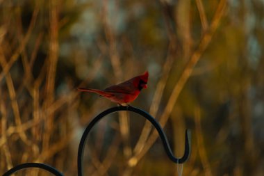 Canlı bir kardinal, metal bir çobanın kancasına tünemiş kırmızı tüyleri, bulanık altın yeşilliklerle çelişiyor. Kuşun silueti sıcak ve yumuşak arka planda duruyor..