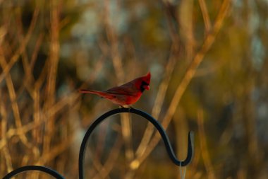 Canlı bir kardinal, metal bir çobanın kancasına tünemiş kırmızı tüyleri, bulanık altın yeşilliklerle çelişiyor. Kuşun silueti sıcak ve yumuşak arka planda duruyor..