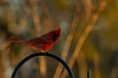Canlı bir kardinal, metal bir çobanın kancasına tünemiş kırmızı tüyleri, bulanık altın yeşilliklerle çelişiyor. Kuşun silueti sıcak ve yumuşak arka planda duruyor..