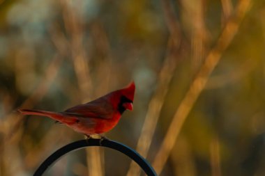 Canlı bir kardinal, metal bir çobanın kancasına tünemiş kırmızı tüyleri, bulanık altın yeşilliklerle çelişiyor. Kuşun silueti sıcak ve yumuşak arka planda duruyor..