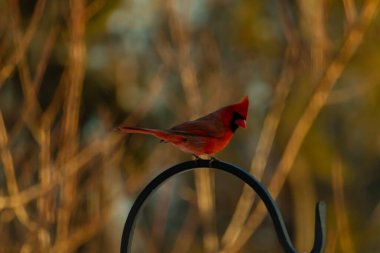 Canlı bir kardinal, metal bir çobanın kancasına tünemiş kırmızı tüyleri, bulanık altın yeşilliklerle çelişiyor. Kuşun silueti sıcak ve yumuşak arka planda duruyor..