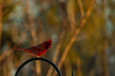 Canlı bir kardinal, metal bir çobanın kancasına tünemiş kırmızı tüyleri, bulanık altın yeşilliklerle çelişiyor. Kuşun silueti sıcak ve yumuşak arka planda duruyor..