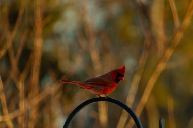 Canlı bir kardinal, metal bir çobanın kancasına tünemiş kırmızı tüyleri, bulanık altın yeşilliklerle çelişiyor. Kuşun silueti sıcak ve yumuşak arka planda duruyor..