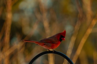Canlı bir kardinal, metal bir çobanın kancasına tünemiş kırmızı tüyleri, bulanık altın yeşilliklerle çelişiyor. Kuşun silueti sıcak ve yumuşak arka planda duruyor..