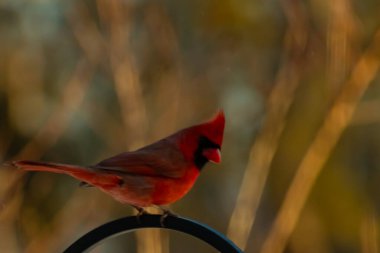 Canlı bir kardinal, metal bir çobanın kancasına tünemiş kırmızı tüyleri, bulanık altın yeşilliklerle çelişiyor. Kuşun silueti sıcak ve yumuşak arka planda duruyor..