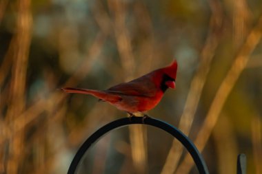 Canlı bir kardinal, metal bir çobanın kancasına tünemiş kırmızı tüyleri, bulanık altın yeşilliklerle çelişiyor. Kuşun silueti sıcak ve yumuşak arka planda duruyor..