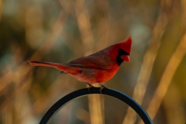 Canlı bir kardinal, metal bir çobanın kancasına tünemiş kırmızı tüyleri, bulanık altın yeşilliklerle çelişiyor. Kuşun silueti sıcak ve yumuşak arka planda duruyor..