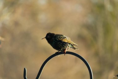 Benekli tüylü bir Avrupa Sığırcığı 'nın kavisli bir metal standın tepesinde yumuşak bulanık bir arkaplana tünemiş yakın plan çekimi. Sıradan bir şehir kuşu. Bir kuş.