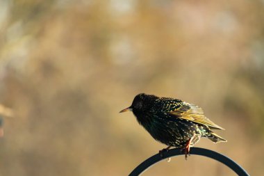 Benekli tüylü bir Avrupa Sığırcığı 'nın kavisli bir metal standın tepesinde yumuşak bulanık bir arkaplana tünemiş yakın plan çekimi. Sıradan bir şehir kuşu. Bir kuş.