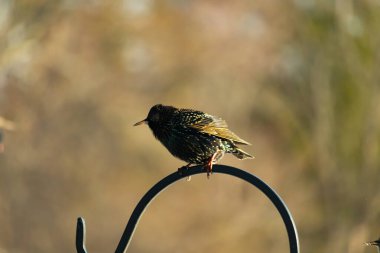 Benekli tüylü bir Avrupa Sığırcığı 'nın kavisli bir metal standın tepesinde yumuşak bulanık bir arkaplana tünemiş yakın plan çekimi. Sıradan bir şehir kuşu. Bir kuş.