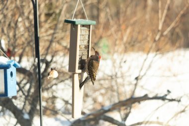 Küçük bir kuş yakındaki bir daldan izlerken Kuzeyli bir titrek süet besleyicisine tutunur. Arka bahçe kuşları, ağaçkakanlar, vahşi yaşam, beslenme zamanı..