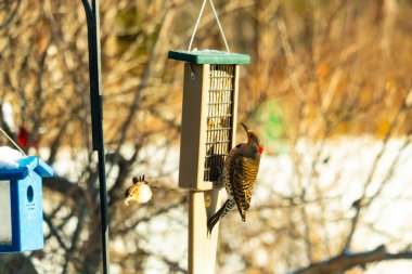 Küçük bir kuş yakındaki bir daldan izlerken Kuzeyli bir titrek süet besleyicisine tutunur. Arka bahçe kuşları, ağaçkakanlar, vahşi yaşam, beslenme zamanı..