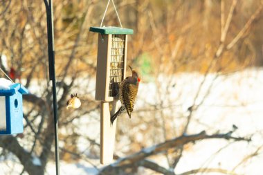 Küçük bir kuş yakındaki bir daldan izlerken Kuzeyli bir titrek süet besleyicisine tutunur. Arka bahçe kuşları, ağaçkakanlar, vahşi yaşam, beslenme zamanı..