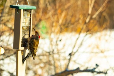 Küçük bir kuş yakındaki bir daldan izlerken Kuzeyli bir titrek süet besleyicisine tutunur. Arka bahçe kuşları, ağaçkakanlar, vahşi yaşam, beslenme zamanı..