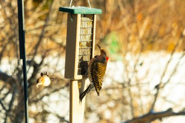 Küçük bir kuş yakındaki bir daldan izlerken Kuzeyli bir titrek süet besleyicisine tutunur. Arka bahçe kuşları, ağaçkakanlar, vahşi yaşam, beslenme zamanı..