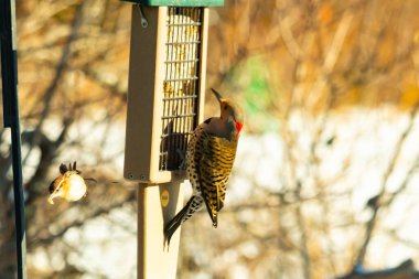 Küçük bir kuş yakındaki bir daldan izlerken Kuzeyli bir titrek süet besleyicisine tutunur. Arka bahçe kuşları, ağaçkakanlar, vahşi yaşam, beslenme zamanı..