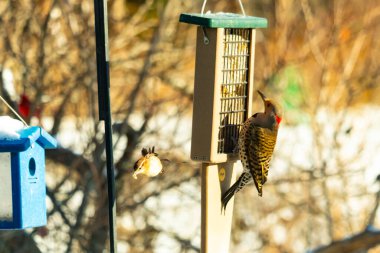Küçük bir kuş yakındaki bir daldan izlerken Kuzeyli bir titrek süet besleyicisine tutunur. Arka bahçe kuşları, ağaçkakanlar, vahşi yaşam, beslenme zamanı..