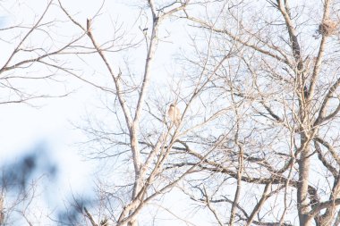 Kızıl omuzlu şahin, açık mavi gökyüzüne karşı çıplak kış dallarında tünemişti. Doğal ortamında görkemli bir yırtıcı kuş. Vahşi yaşam.