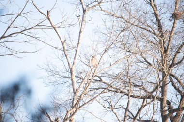 Kızıl omuzlu şahin, açık mavi gökyüzüne karşı çıplak kış dallarında tünemişti. Doğal ortamında görkemli bir yırtıcı kuş. Vahşi yaşam.