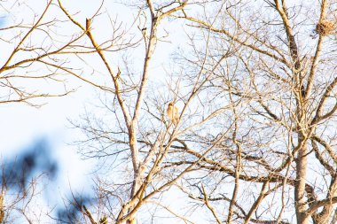 Kızıl omuzlu şahin, açık mavi gökyüzüne karşı çıplak kış dallarında tünemişti. Doğal ortamında görkemli bir yırtıcı kuş. Vahşi yaşam.