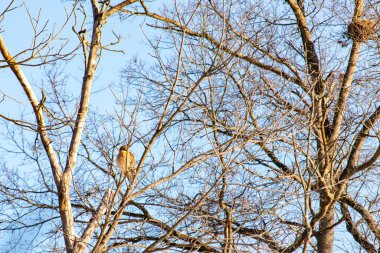 Kızıl omuzlu şahin, açık mavi gökyüzüne karşı çıplak kış dallarında tünemişti. Doğal ortamında görkemli bir yırtıcı kuş. Vahşi yaşam.