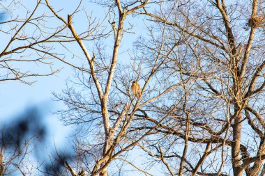 Kızıl omuzlu şahin, açık mavi gökyüzüne karşı çıplak kış dallarında tünemişti. Doğal ortamında görkemli bir yırtıcı kuş. Vahşi yaşam.