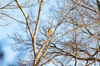 Kızıl omuzlu şahin, açık mavi gökyüzüne karşı çıplak kış dallarında tünemişti. Doğal ortamında görkemli bir yırtıcı kuş. Vahşi yaşam.