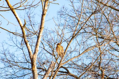 Kızıl omuzlu şahin, açık mavi gökyüzüne karşı çıplak kış dallarında tünemişti. Doğal ortamında görkemli bir yırtıcı kuş. Vahşi yaşam.