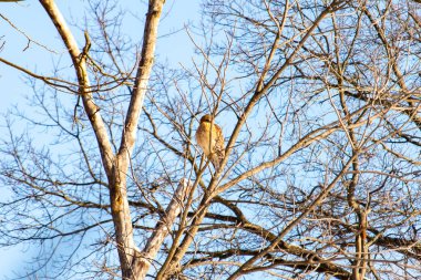 Kızıl omuzlu şahin, açık mavi gökyüzüne karşı çıplak kış dallarında tünemişti. Doğal ortamında görkemli bir yırtıcı kuş. Vahşi yaşam.