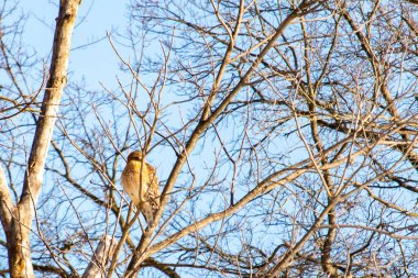 Kızıl omuzlu şahin, açık mavi gökyüzüne karşı çıplak kış dallarında tünemişti. Doğal ortamında görkemli bir yırtıcı kuş. Vahşi yaşam.